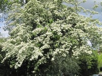 Opinion: A spring of glorious blossom beckons - but at a cost...