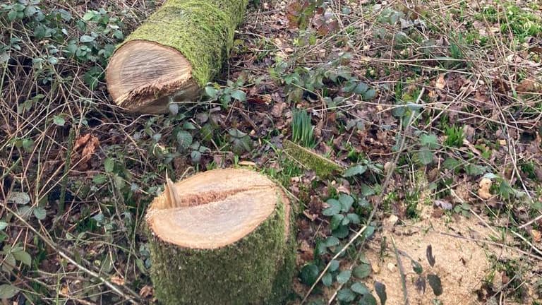 Tree felling left former Medstead woodland looking like a 'war zone ...