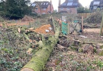 Tree felling left former Medstead woodland looking like a 'war zone'