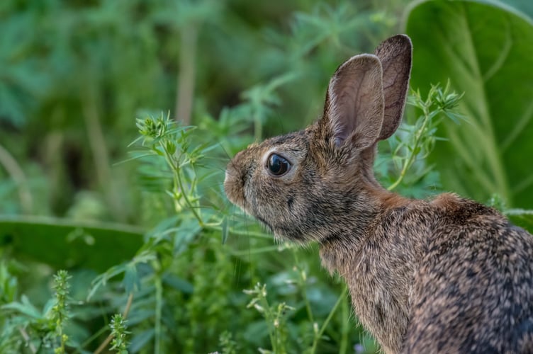 Hare.