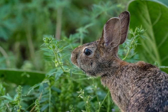 Hare.