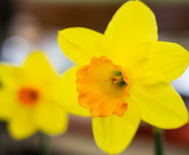 Celebrate the onset of spring at the Surrey Hills Spring Fair