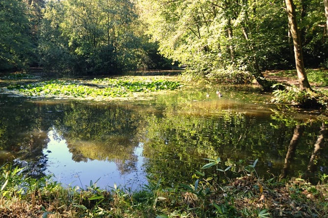 A pond in the Deadwater Valley nature reserve, described as  'a jewel in the crown for Whitehill and Bordon' by district councillor Adam Carew
