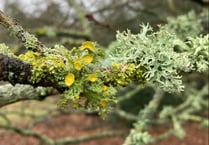 Almost extinct lichen found growing at Petersfield Heath