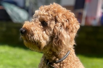 Bo is as playful as she is loving, says owner Tamsin from Farnham, and her whole family has developed a strong bond with her