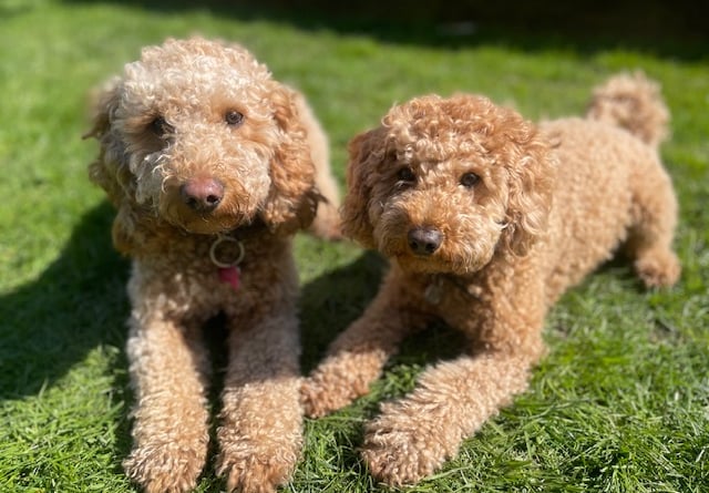 Cockapoo Bo (left) with daughter Coco