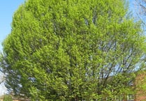Transition Haslemere: Help us look after Haslemere’s beautiful trees
