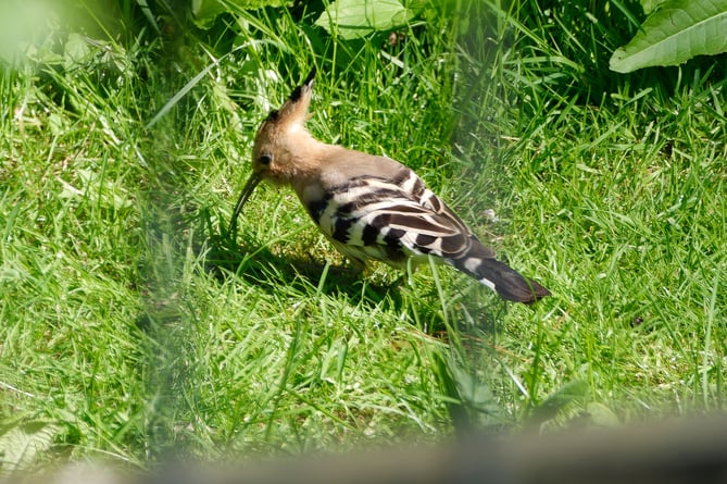 The hoopoe is native to Europe, Asia and the northern half of Africa and spends most of the time on the ground probing for grubs and insects