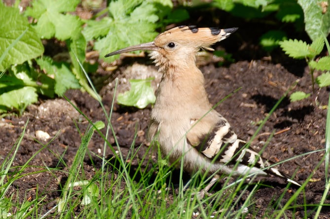 The hoopoe was spotted in the garden of Herald reader Carol Palmer, in Alton, on Saturday, May 13