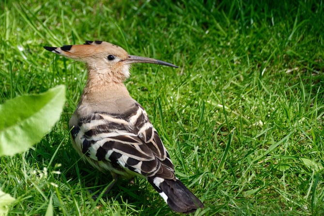 The hoopoe's calls are soft, quick, poo-poo-poo notes, which give them their common name