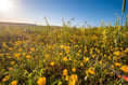 Blooming marvellous! Huge habitat creation for bees in South Downs