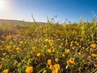 Blooming marvellous! Huge habitat creation for bees in South Downs