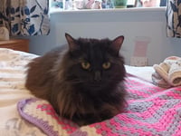 Vet and fire brigade come to rescue of fluffy cat trapped inside sofa