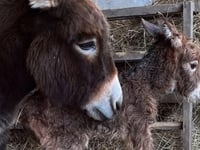 Appeal to find donkey foal Moon missing from Miller's Ark in Hook