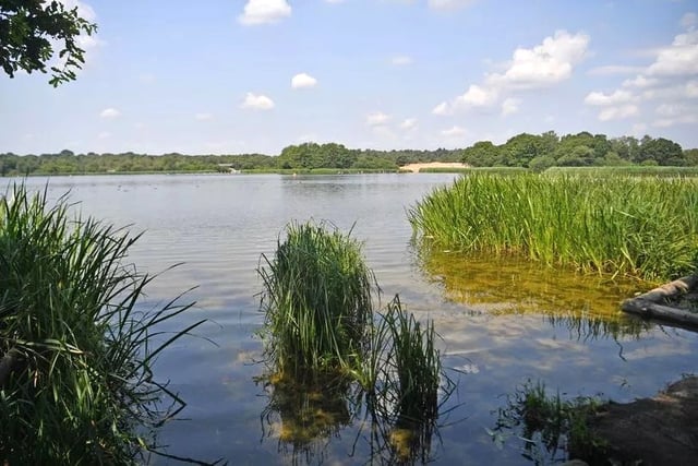 'Extremely dangerous' algae could close Frensham Pond until November