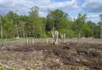 More than 200 trees on Havant Thicket Reservoir site are replanted
