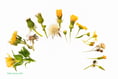 Explore life of seeds at artist's new Gilbert White’s House exhibition