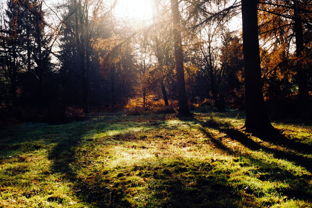 Cleanse your soul in a 'sound bath' at Alice Holt Forest this summer