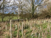 Tree warden asks people to help look after nature in Alton area