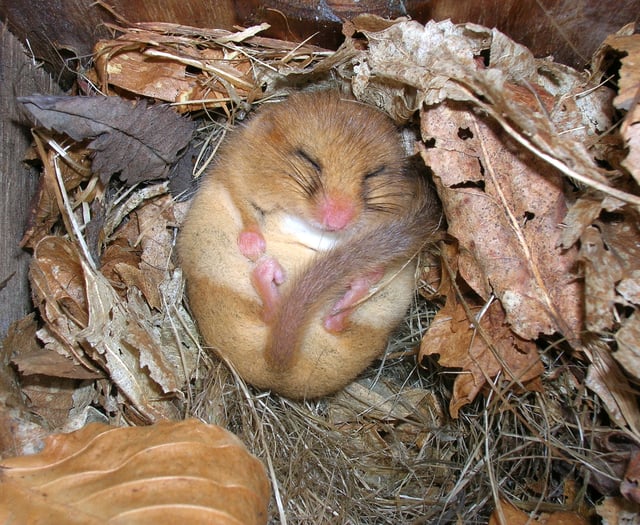 Nibbled hazelnuts reveal Haslemere is officially a dormouse 'hot spot'