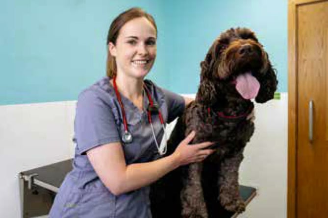 Vet Abi Warby with ‘lively’ labradoodle Ringo after his ordeal, St Peter's Vets, Petersfield, June 2023.