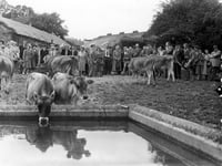 From the Archive: An audience gathers for Bentley’s Jerseys in 1951