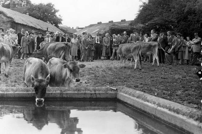 Bury Court Farm visited by  Southern Jersey Cattle Club, September 14, 1951