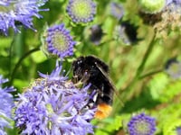 EHDC leader: New laws can help us enhance wildlife through planning