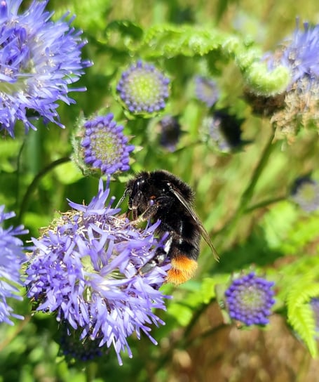 The Connecting the Coast scheme will work with landowners to connect habitats and enhance biodiversity along the Pembrokeshire Coast.