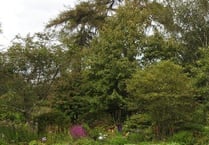 Medstead garden opening gates for National Garden Scheme next month