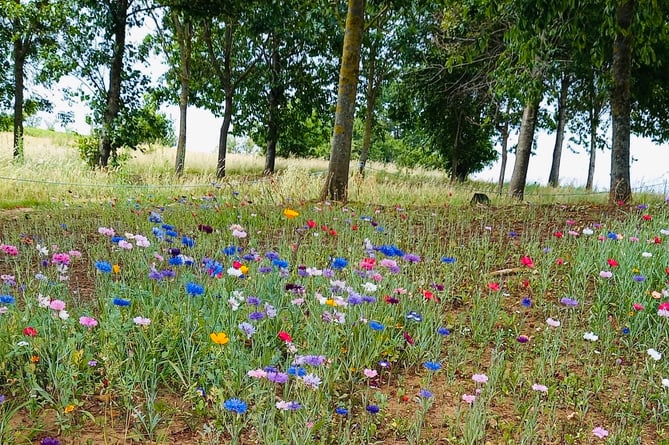A wild meadow planted by Petersfield Golf Club near its 16th tee is bursting into life
