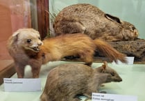 Escape the rain with wildlife exhibitions at Haslemere Museum
