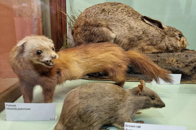 Wildlife specimens from the Museum's collection