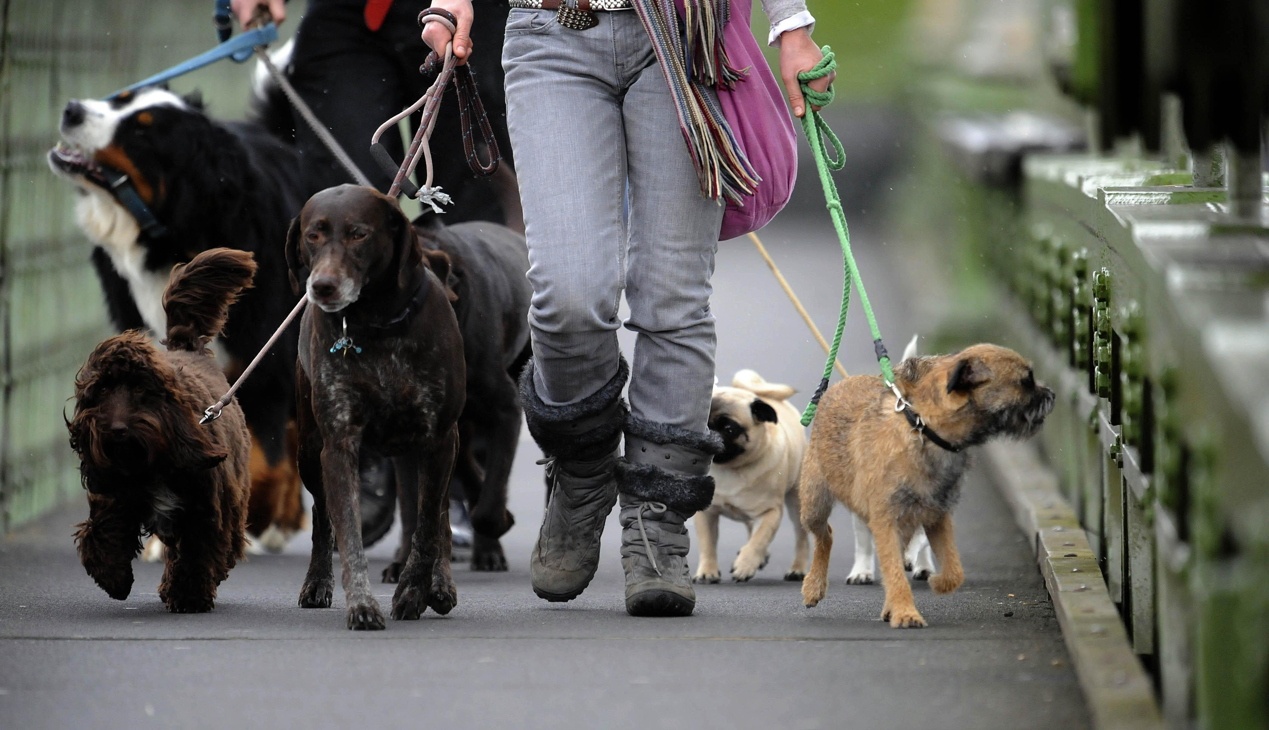  Fewer dog bite wounds treated in east Berkshire, north east Hampshire, Farnham and Surrey Heath