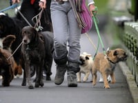  Fewer dog bite wounds treated in east Berkshire, north east Hampshire, Farnham and Surrey Heath