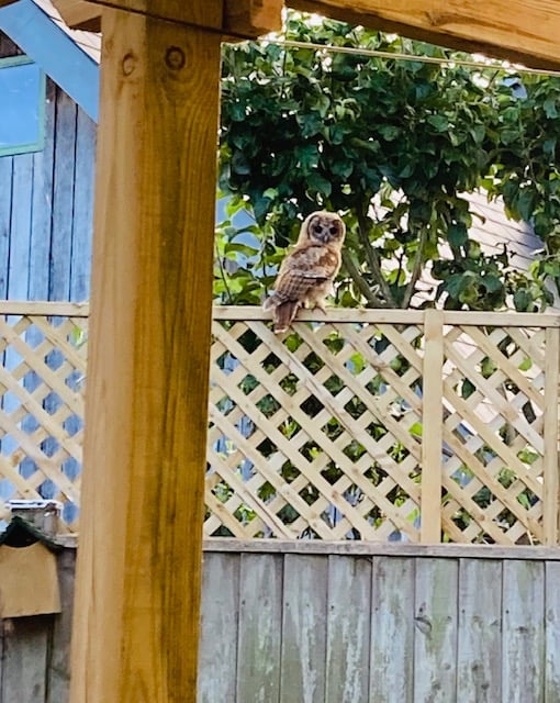 Tawny owl, Drury Lane, Bentworth, June 25th 2023.