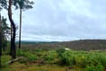 Video: £400,000 project will reconnect vast area of precious heathland
