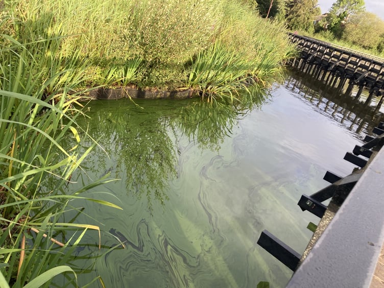 Heath Pond algae