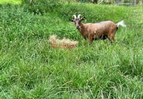 'Local legend' Teddy the goat returns home after second escape