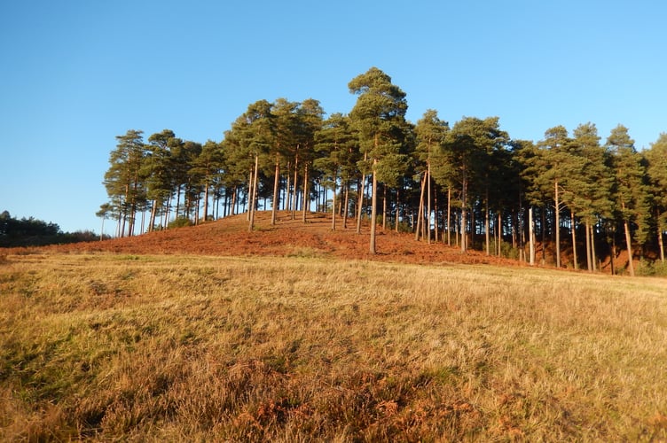 Bourne Wood just south of Farnham was known as the Clumps until Forestry England changed the name in the 1950s                