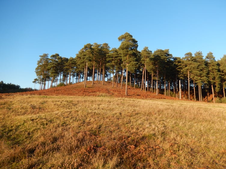 Bourne Wood just south of Farnham was known as the Clumps until Forestry England changed the name in the 1950s