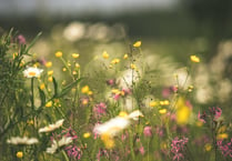 East Hants' meadows are now just patches of abandoned forlorn neglect