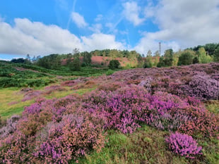 There’s so much more to heather than you could ever have imagined...