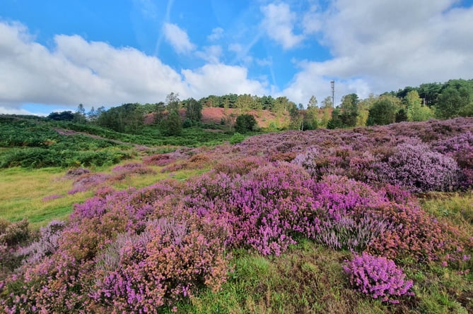 Heather in bloom on Weaver’s Down, near Liphook. Did you know there are three species of heather to find locally?