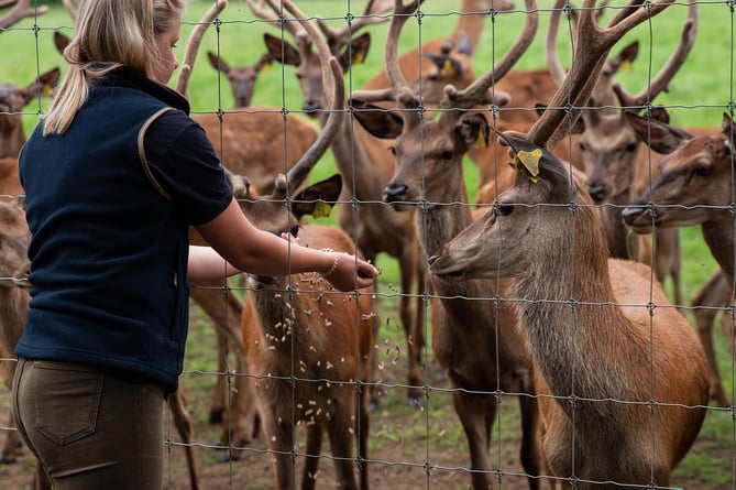 Sky Park Farm deer