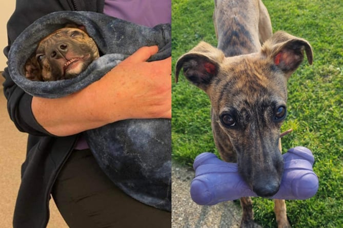 Terry the whippet before and after receiving care from an animal hospital
