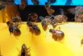 Haslemere Museum beekeeper's rallying cry to save our pollinators
