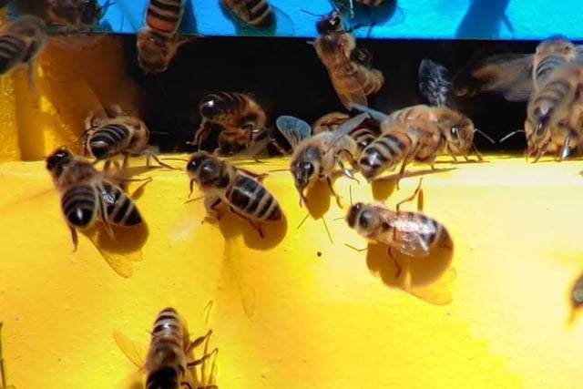 Haslemere Museum beekeeper's rallying cry to save our pollinators