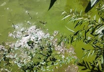 Pong at the pond: Algae causing a stink at Petersfield beauty spot