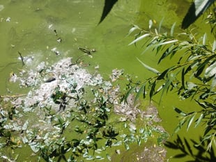 Pong at the pond: Algae causing a stink at Petersfield beauty spot